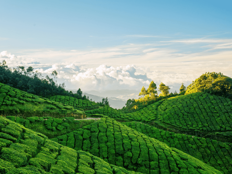 Munnar Tea Estates