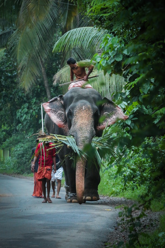 Kerala Elephant