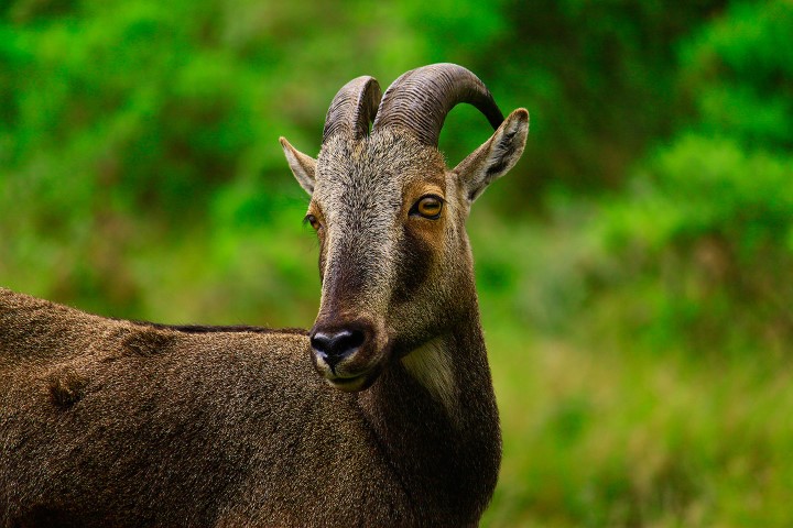 Munnar Eravikulam Goat