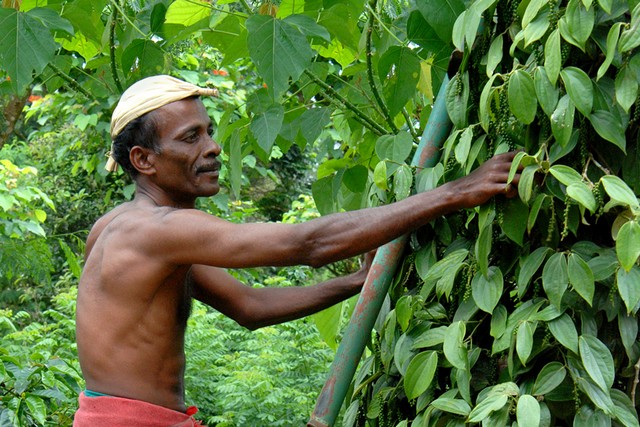 Munnar Tea Estates