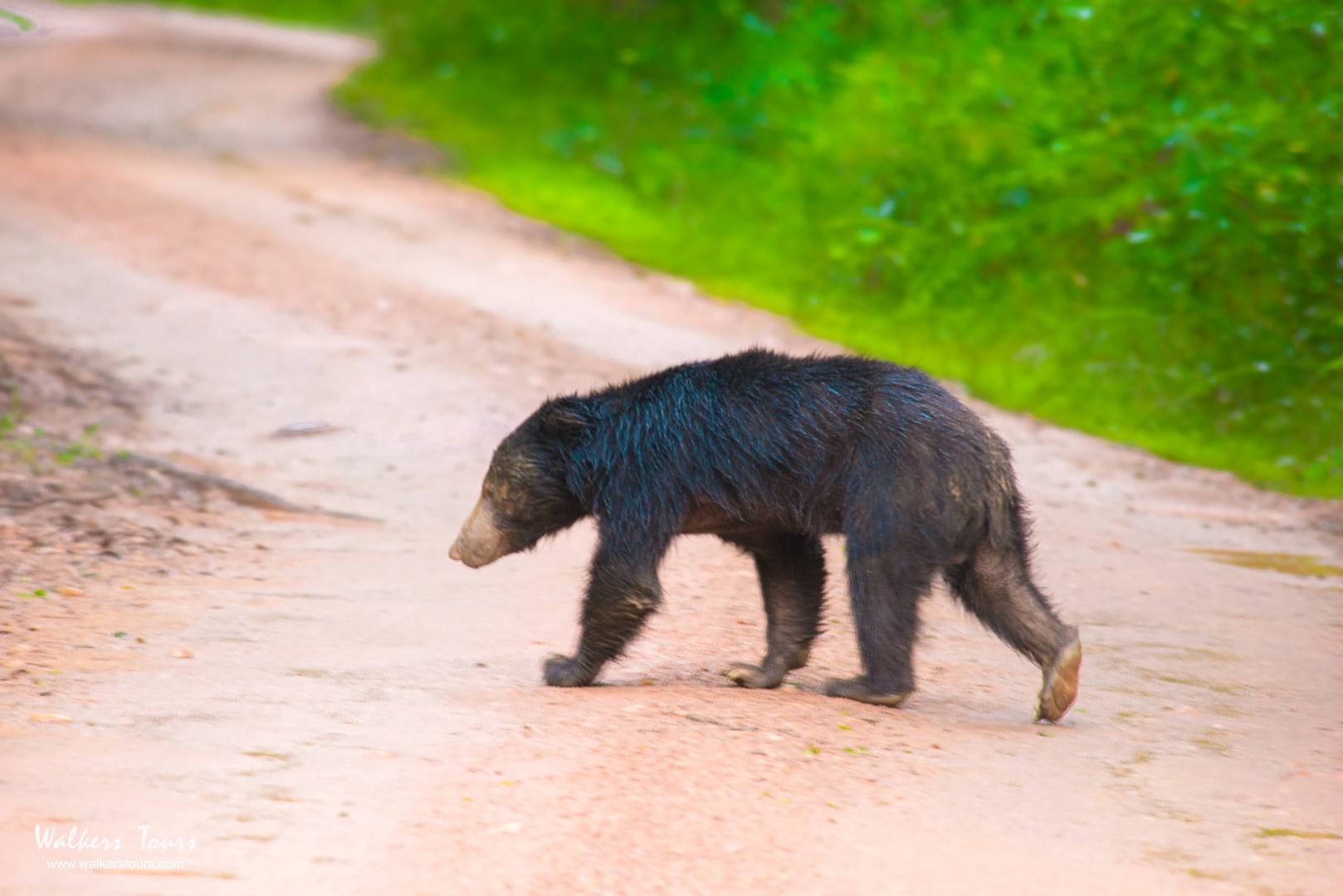 Yala National Park